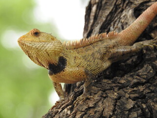 Obraz premium yellowish lizard on tree bark