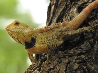 yellowish lizard on tree bark