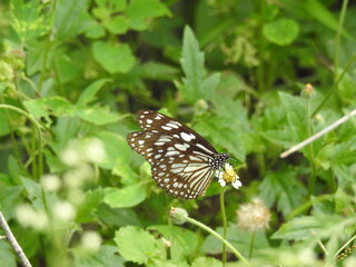 colorful Butterfly on green leaves.