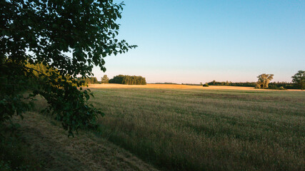 A large cereal field with forest clumps in the distance, hunting towers along the edge of the field