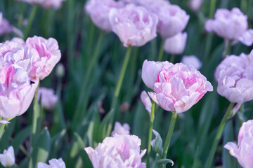 Bright flowers of tulips on a tulip field on a sunny morning