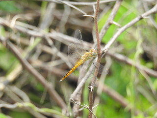 Dragonfly resting on a plant twig