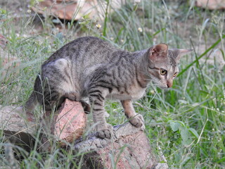 Very Cute Kitty, kitten, Beautiful domestic Cat, staring on something