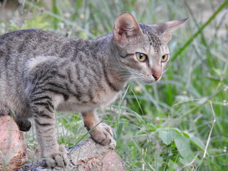 Very Cute Kitty, kitten, Beautiful domestic Cat, staring on something