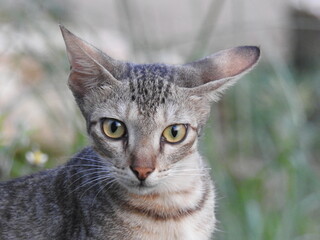 Very Cute Kitty, kitten, Beautiful domestic Cat, staring on something