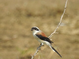 Beautiful Shrike Birds, long tailed shrike, resting on branch at sunny afternoon 