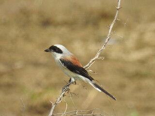 Beautiful Shrike Birds, long tailed shrike, resting on branch at sunny afternoon 