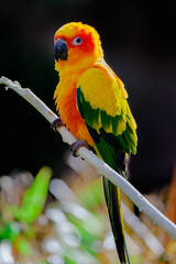 red and yellow macaw