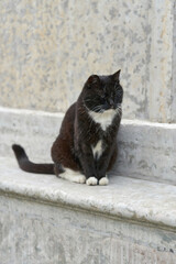 A black fluffy cat sits on a granite pedestal on a summer day