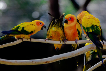red and yellow macaw