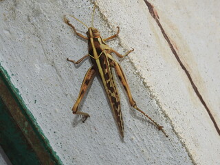  Big Sized Brown Grasshopper with thorn like structure on hindlegs