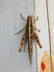  Big Sized Brown Grasshopper with thorn like structure on hindlegs