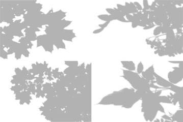 4 Summer background shadows from maple leaves, rowan leaves on a white wall. White and black for photo or mockup