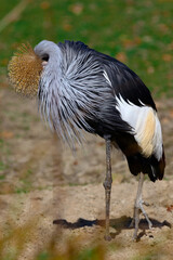 grey crowned crane