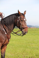 Obraz premium Pferd mit braunem Geschirr