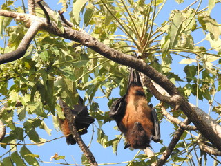 Big Bat hanging upside down to a tree branch