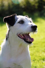 Jack Russel Terrier