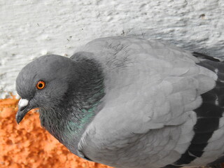 Perched Beautiful Grey Pigeon