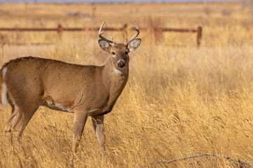 Whitetail Deer Buck During the Rut in Autumn