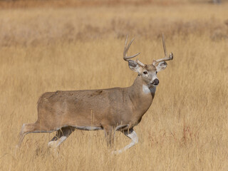 Whitetail Deer Buck During the Rut in Autumn