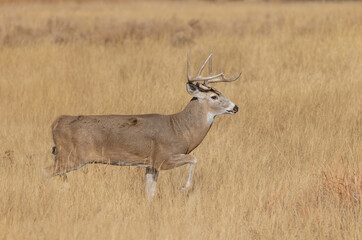 Whitetail Deer Buck During the Rut in Autumn