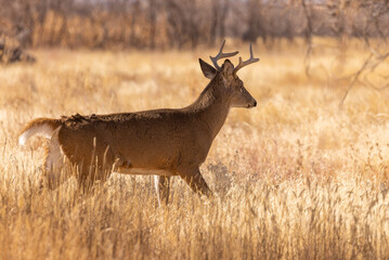 Whitetail Deer Buck During the Rut in Autumn