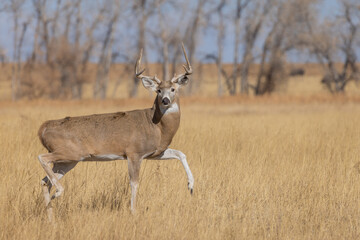 Whitetail Deer Buck During the Rut in Autumn