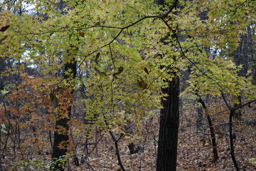 숲에는 아름다운 단풍으로 물들어 있는 고즈넉한 풍경입니다.