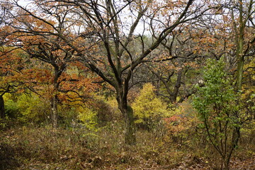 Obraz premium 숲에는 아름다운 단풍으로 물들어 있는 고즈넉한 풍경입니다.