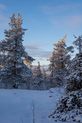 Verschneiter Wald, Särkitunturi,  Lappland, Finnland