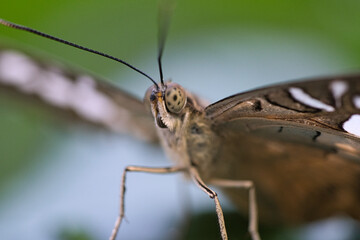 exotic butterfly on a leaf. delicate and colorful butterfly.