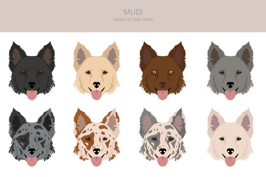 Mudi clipart. Different poses, coat colors set
