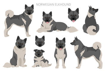 Obraz na płótnie Canvas Norwegian elkhound clipart. Different poses, coat colors set
