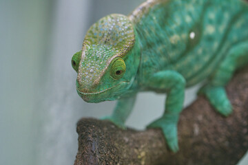 Obraz premium Chameleon on a branch with eye contact with the viewer. green, yellow red scales