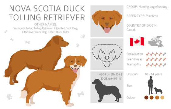 Nova Scotia duck tolling retriever clipart. Different poses, coat colors set