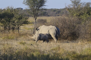 Naklejka premium White Rhino Calf Feeding
