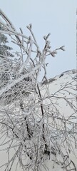 Obraz premium tree in snow