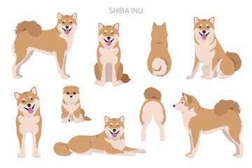 Shiba Inu, Japanese small size dog coat colors, different poses clipart.  Vector illustration - obrazy, fototapety, plakaty