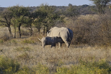 Naklejka premium White Rhino Calf Feeding