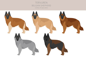 Belgian Tervuren clipart. Different poses, coat colors set