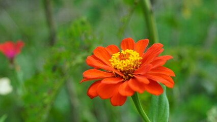 Orange flower