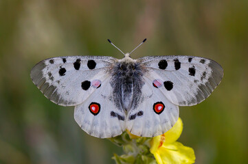 Naklejka premium The Apollo or mountain Apollo (Parnassius apollo), is a butterfly of the family Papilionidae.