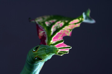 The giant green caterpillar is a moth larva climbing to eat the caladium plant