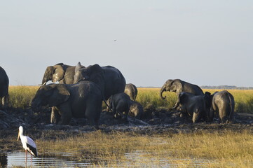 Elephants playing in the mud