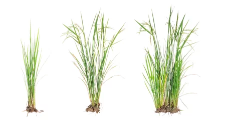 Crédence de cuisine en verre imprimé Herbe nature green grass or rice plant isolated on white background