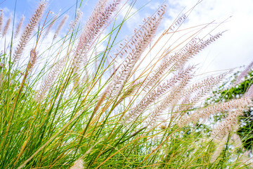 Closeup beige pink grass flower blowing in the wind, blue sky background, selective focus.