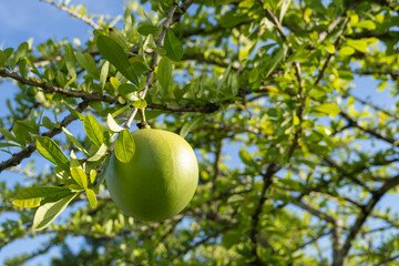 Calabash Tree is a medium-sized succulent shrub. At the end of the leaves are thorny lobes, the edges are smooth, the fruit is spherical.