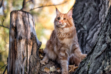 A big red maine coon kitten sitting on a tree in a forest in summer.