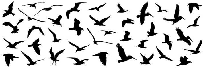 Bird Silhouettes flying