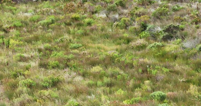 Strong wind whipping through the heather on a hill slope creating wave like patterns